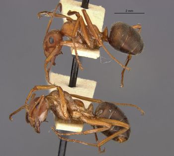 Media type: image;   Entomology 9208 Aspect: halb